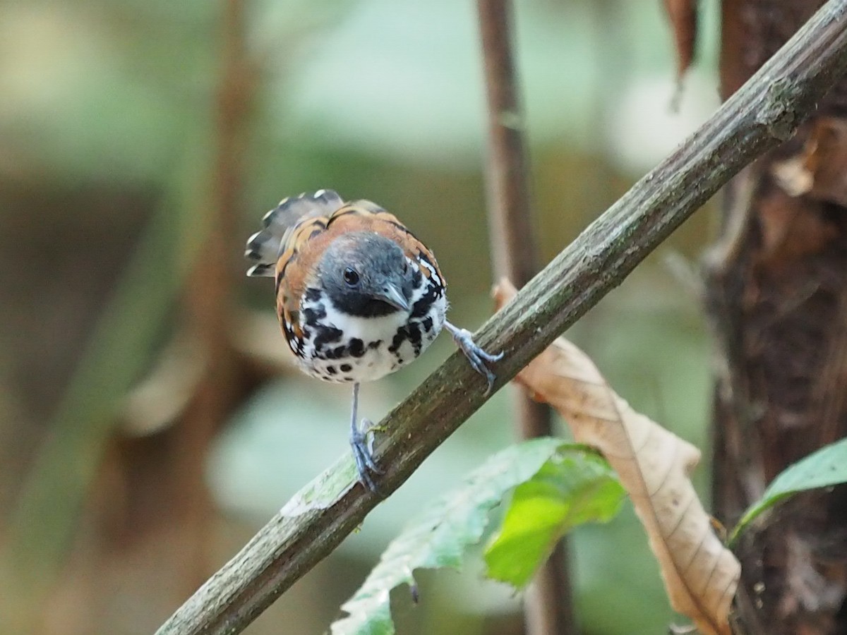 Spotted Antbird - Thierry Grandmont