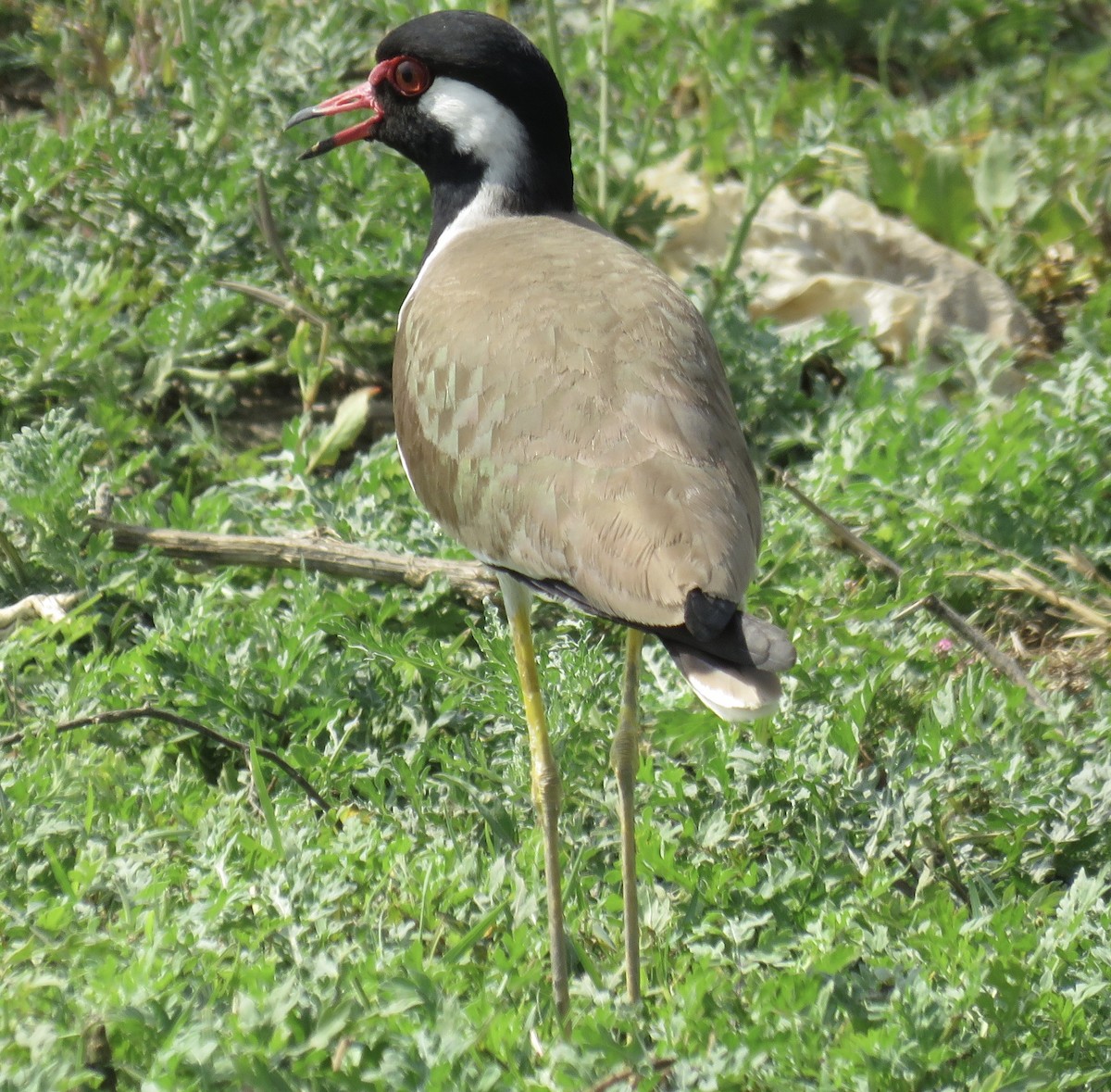 Red-wattled Lapwing - Howard Laidlaw