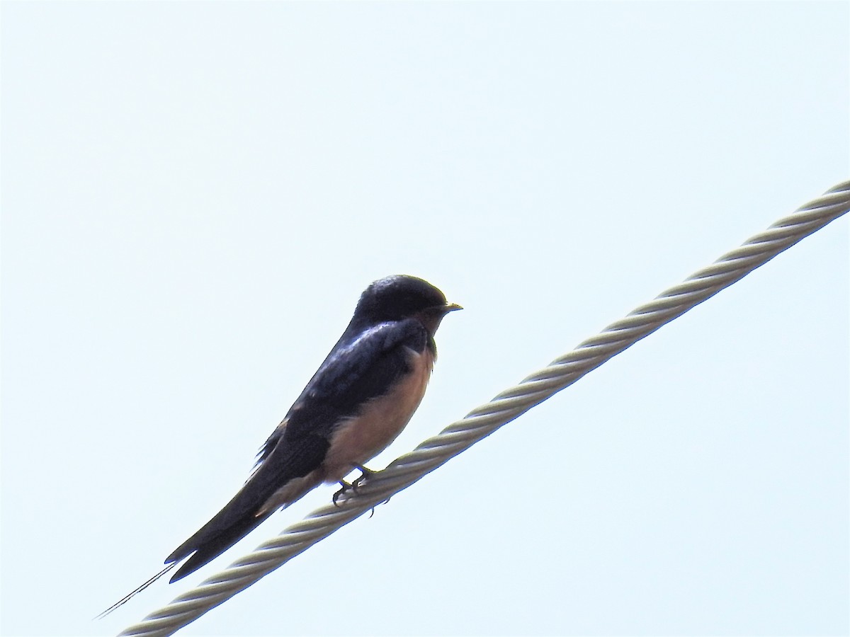 Barn Swallow - ML153665641