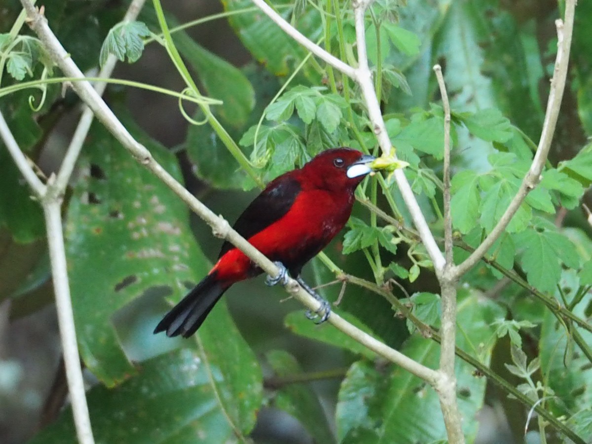 Crimson-backed Tanager - Thierry Grandmont