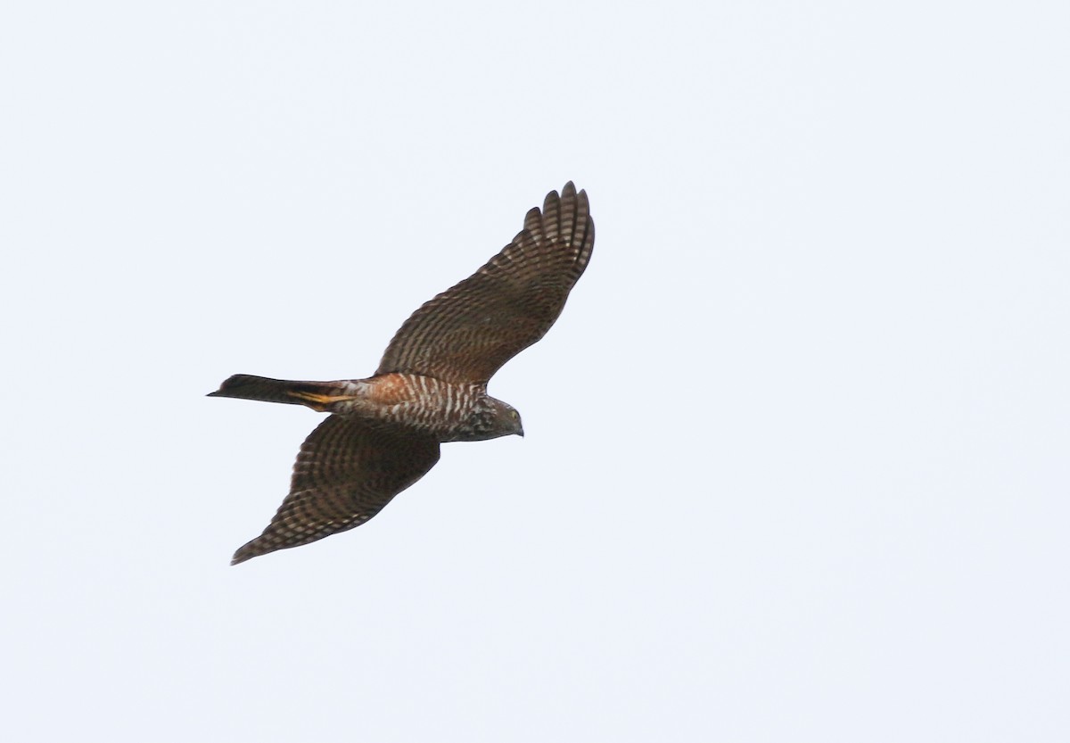 Collared Sparrowhawk - ML153667811