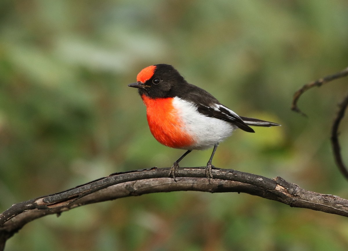 Red-capped Robin - ML153667961