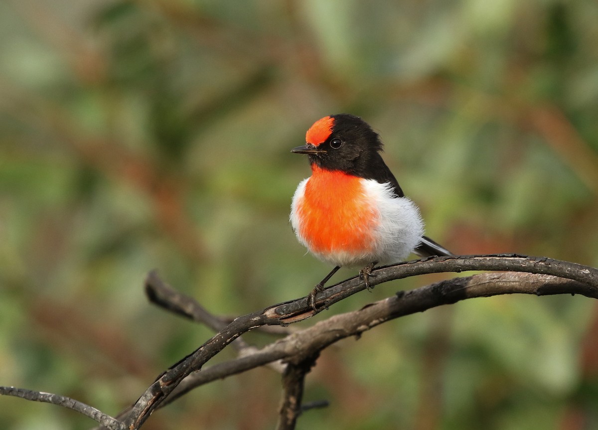 Red-capped Robin - ML153667981