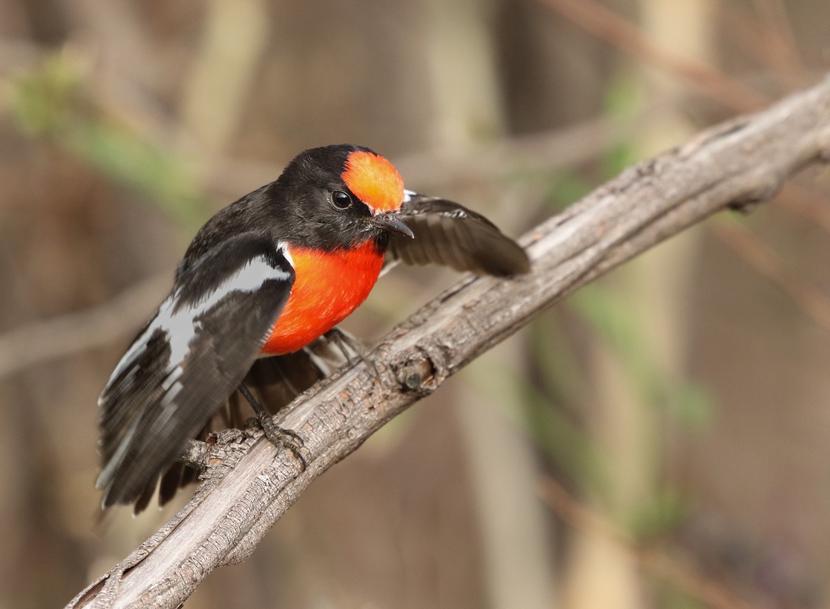 Red-capped Robin - David Ongley