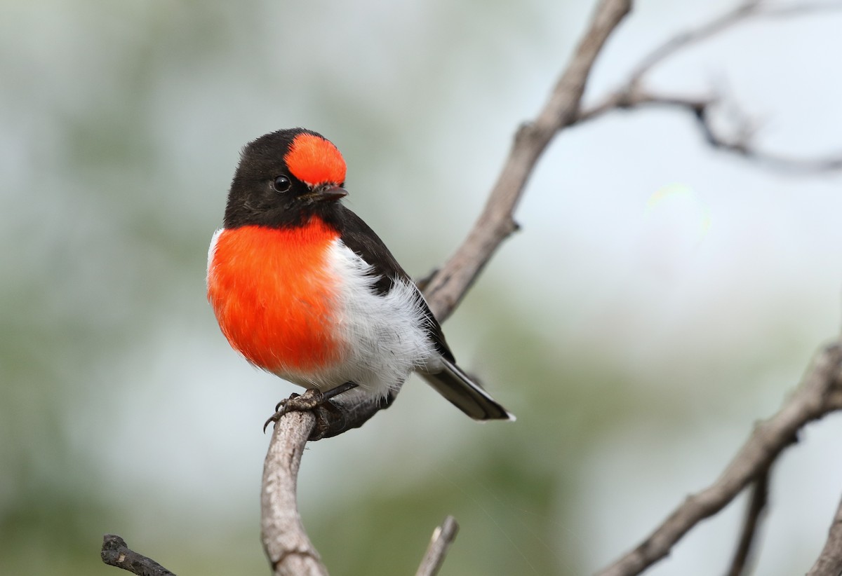 Red-capped Robin - ML153668011