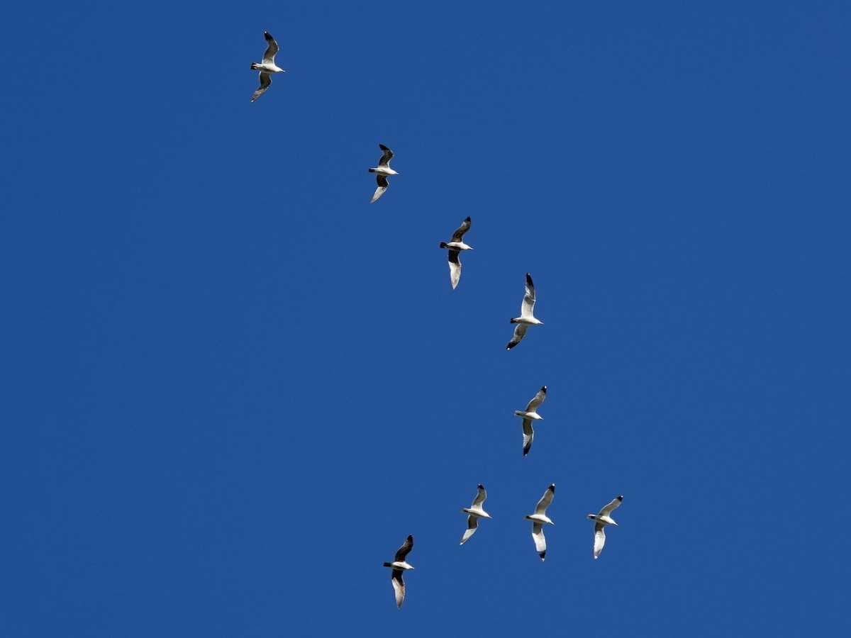 California Gull - Norman Uyeda