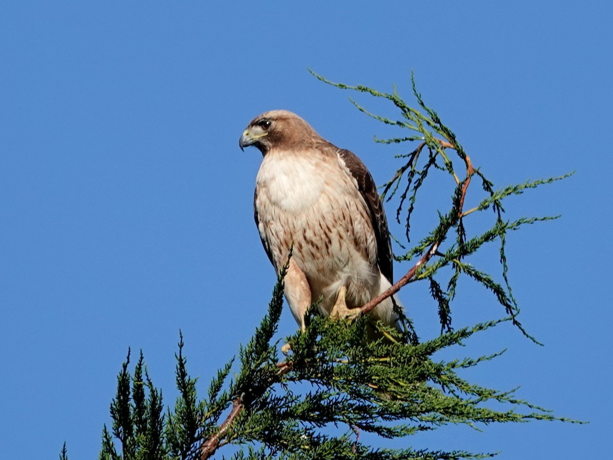 Red-tailed Hawk - ML153668141