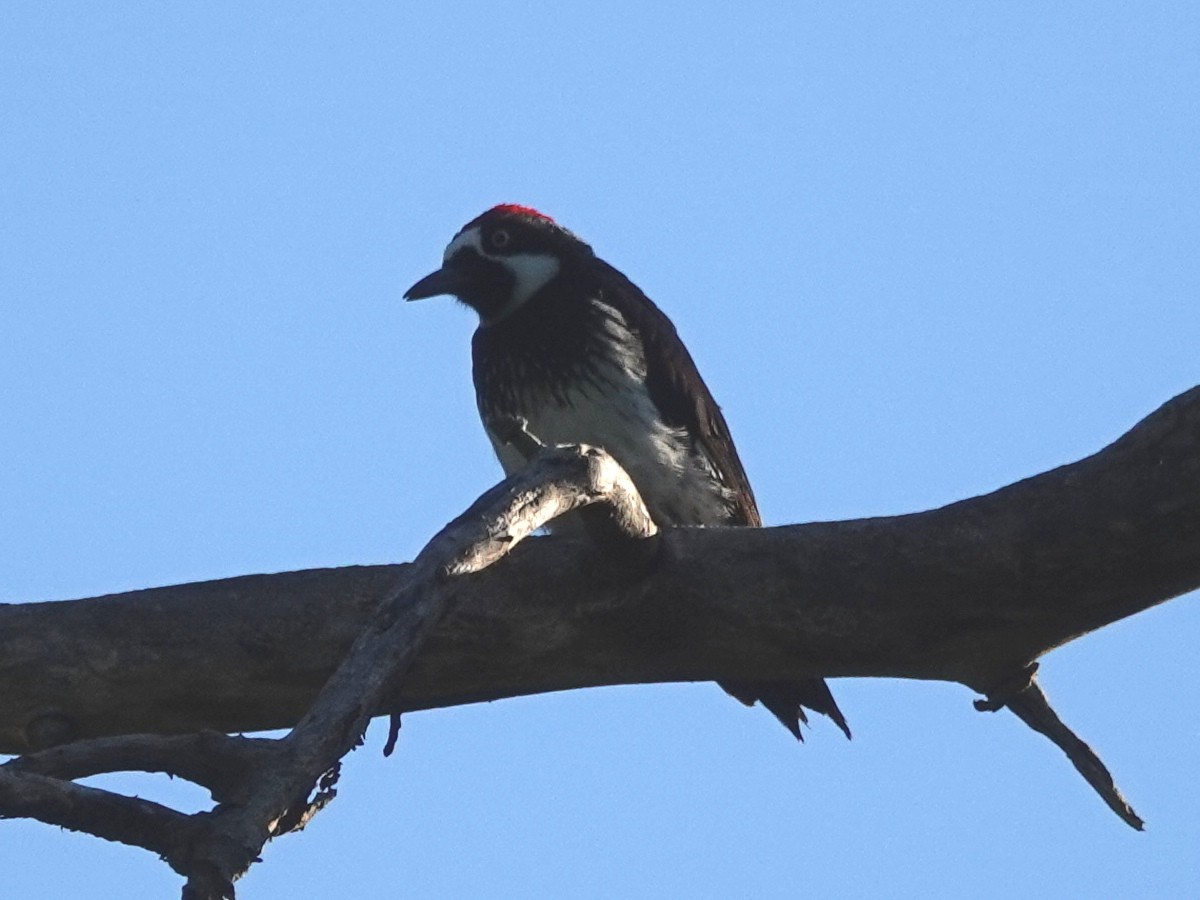 Acorn Woodpecker - ML153668221
