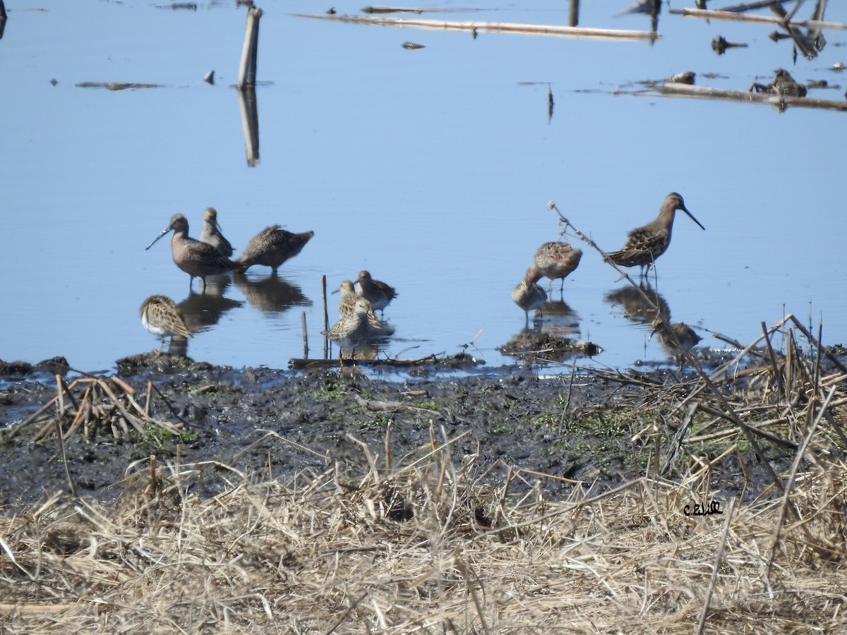 Long-billed Dowitcher - Clayton Will
