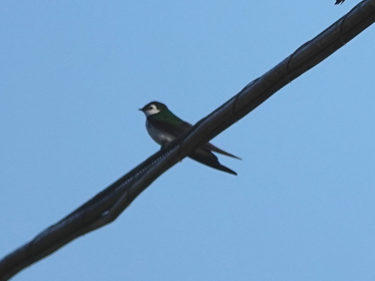 Violet-green Swallow - ML153668491