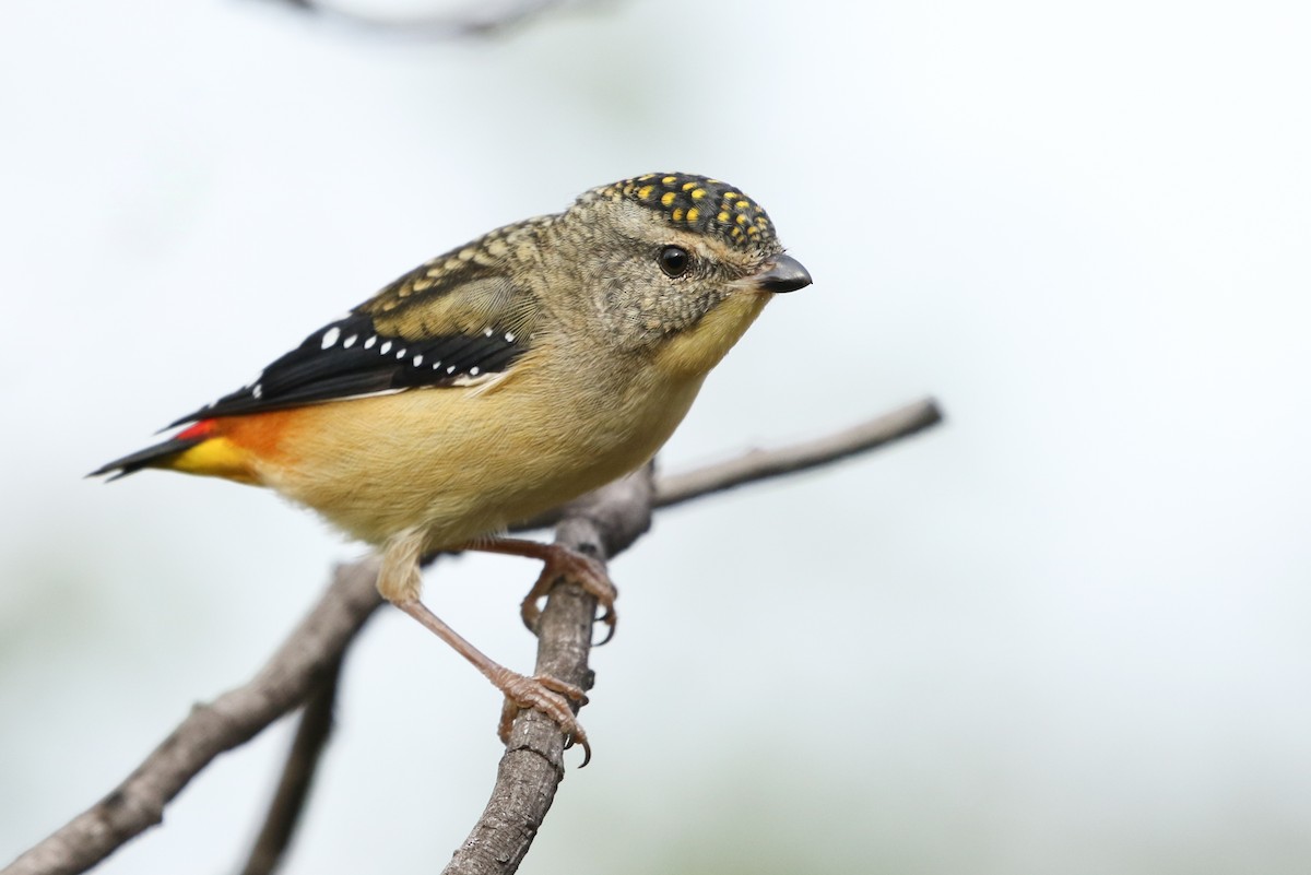 Spotted Pardalote - ML153669021