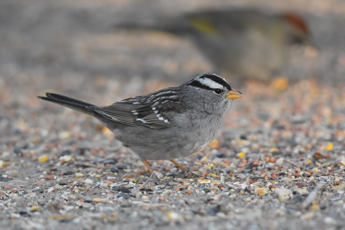 White-crowned Sparrow (Gambel's) - ML153669031