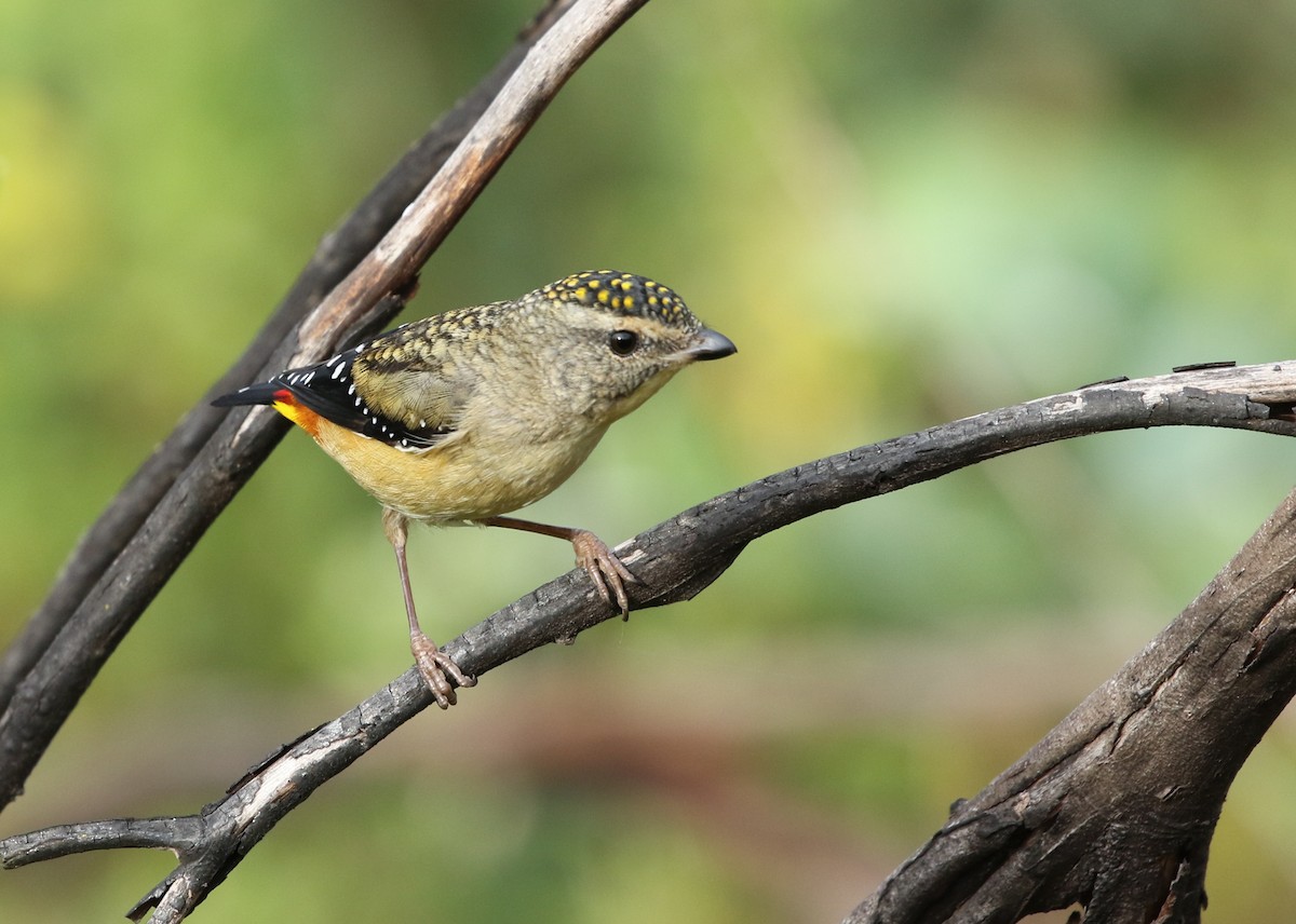 Spotted Pardalote - ML153669061