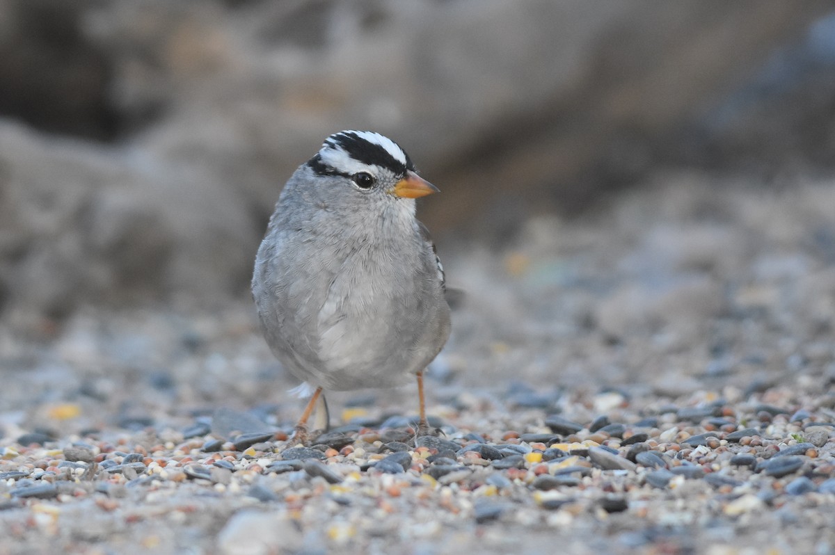 White-crowned Sparrow (Gambel's) - ML153669121