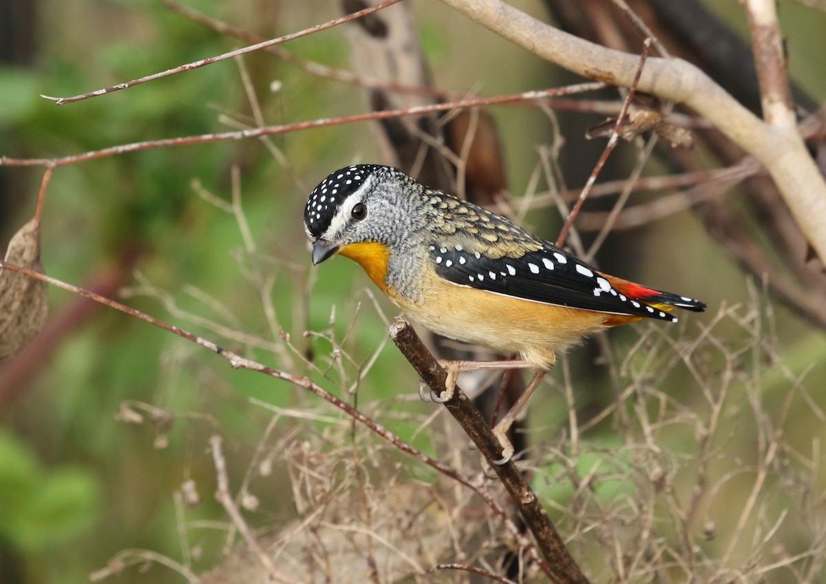 Spotted Pardalote - ML153669141