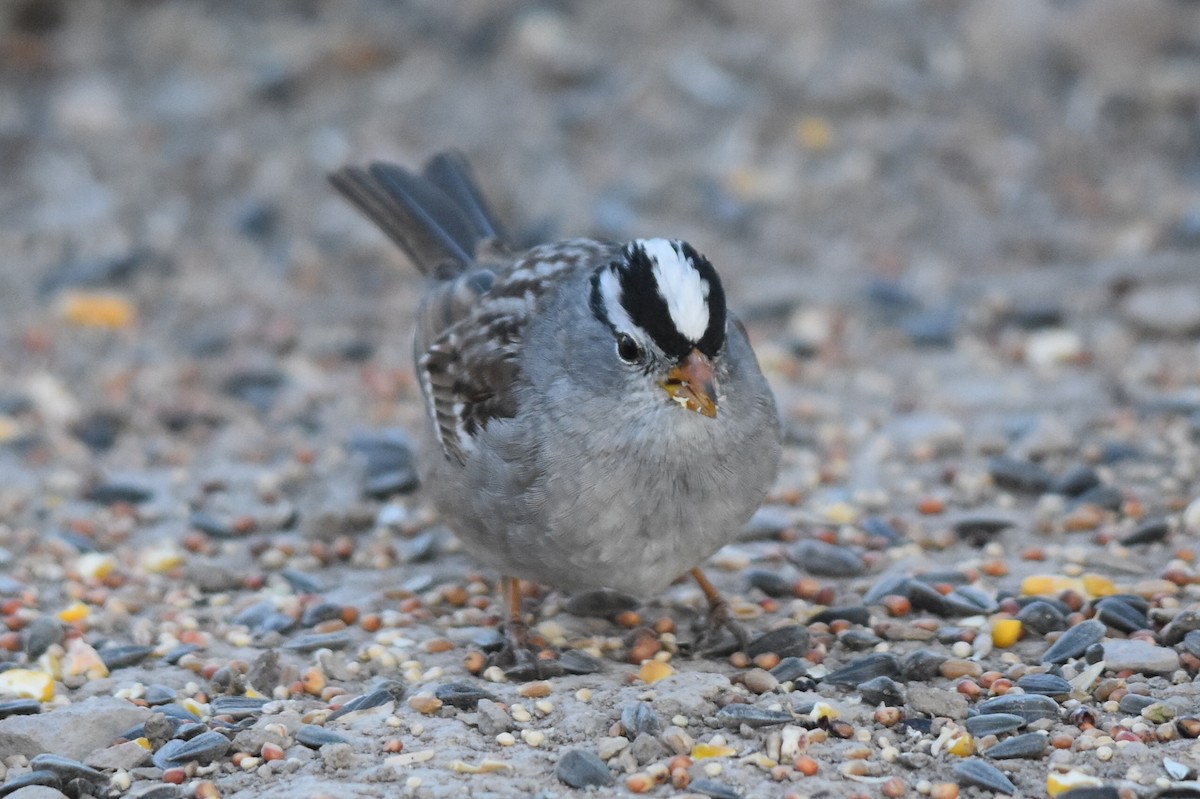 White-crowned Sparrow (Gambel's) - ML153669221