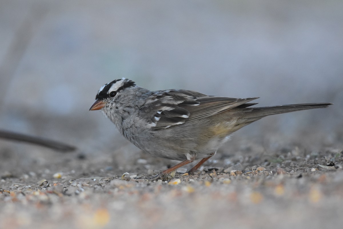 White-crowned Sparrow (Dark-lored) - ML153669411