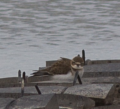 Double-banded Plover - Richard and Margaret Alcorn
