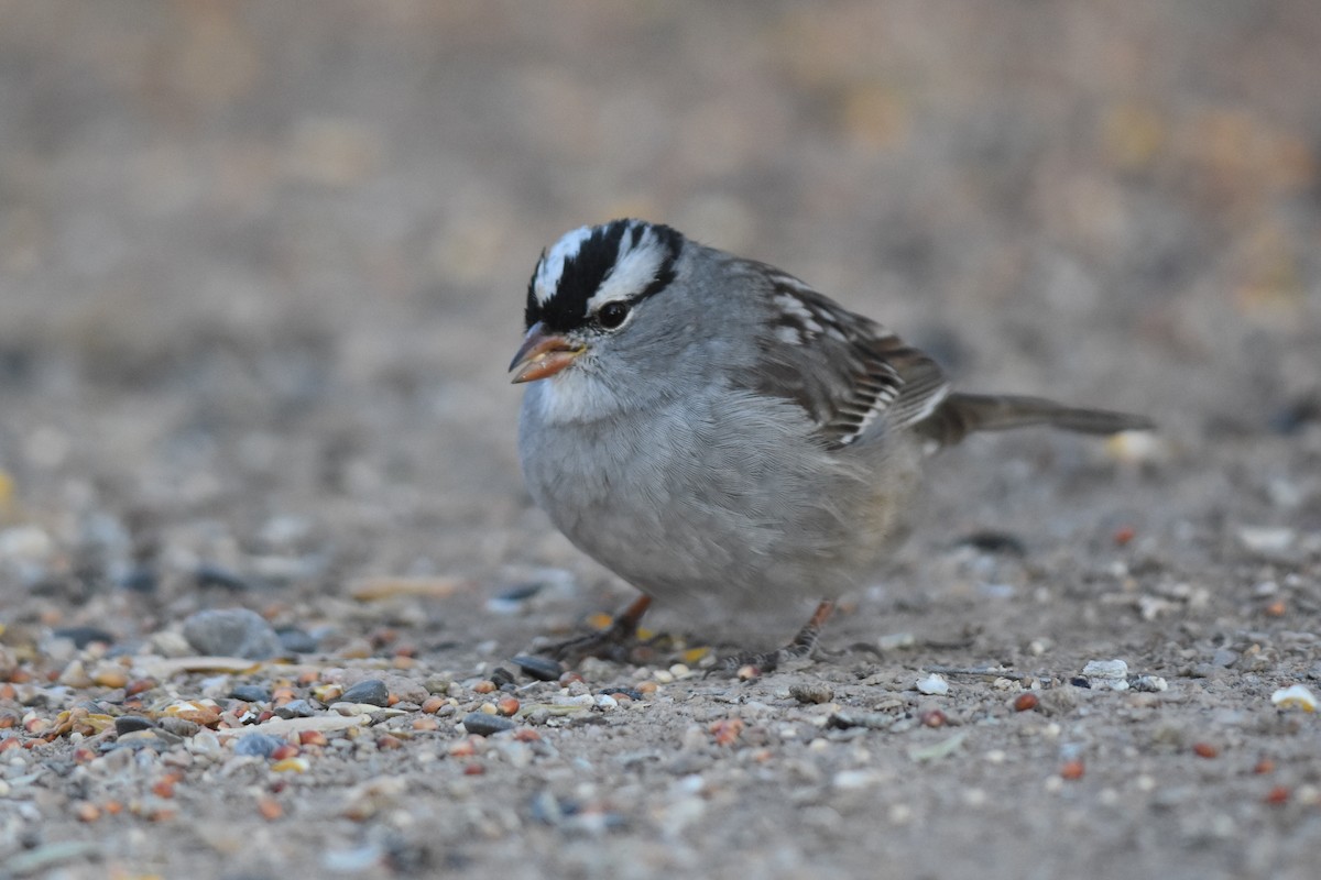 White-crowned Sparrow (Dark-lored) - ML153669451