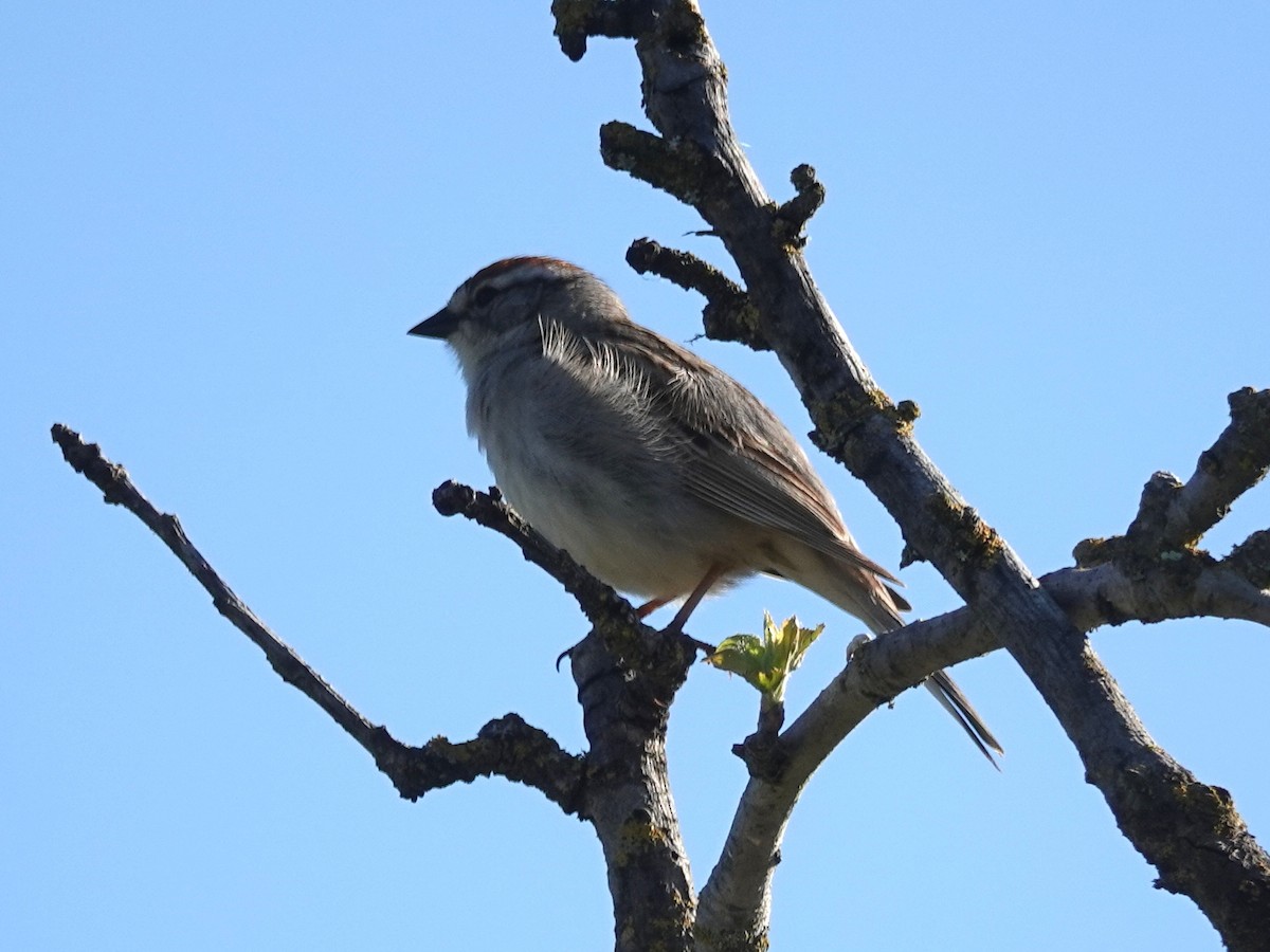 Chipping Sparrow - ML153669511