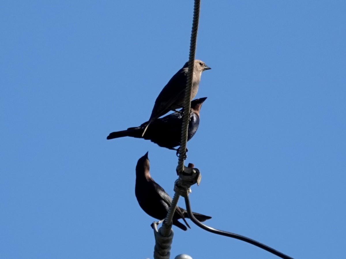 Brown-headed Cowbird - Norman Uyeda