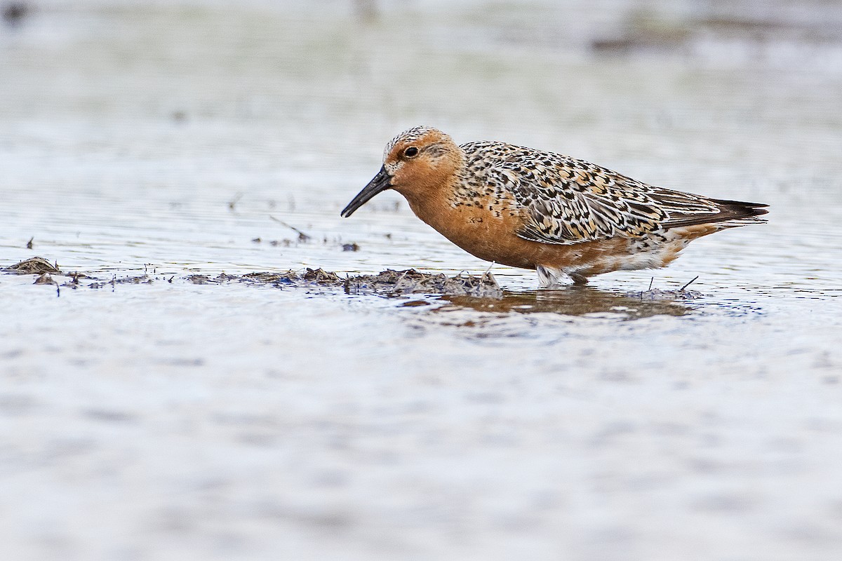 Red Knot - ML153670241