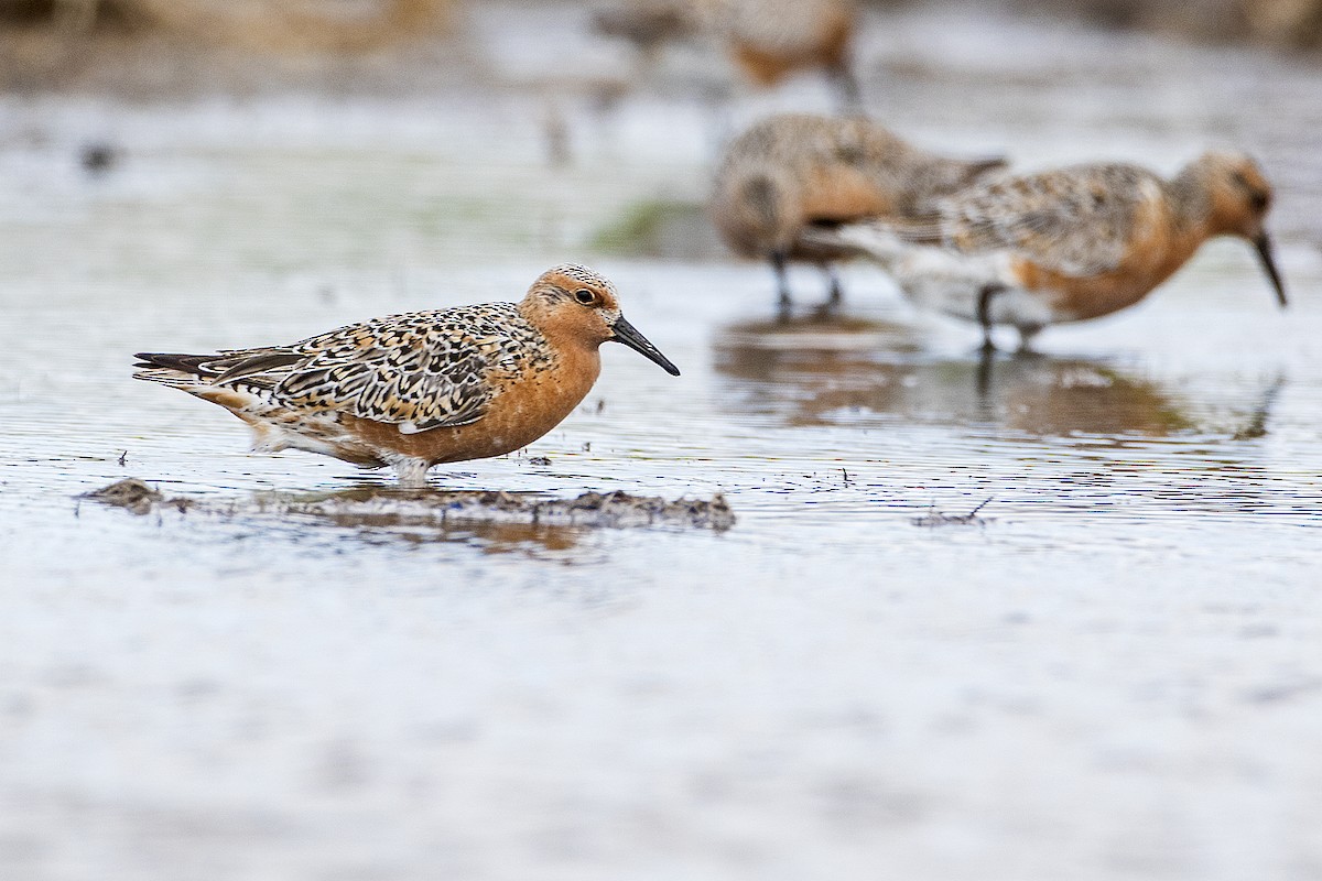 Red Knot - ML153670271