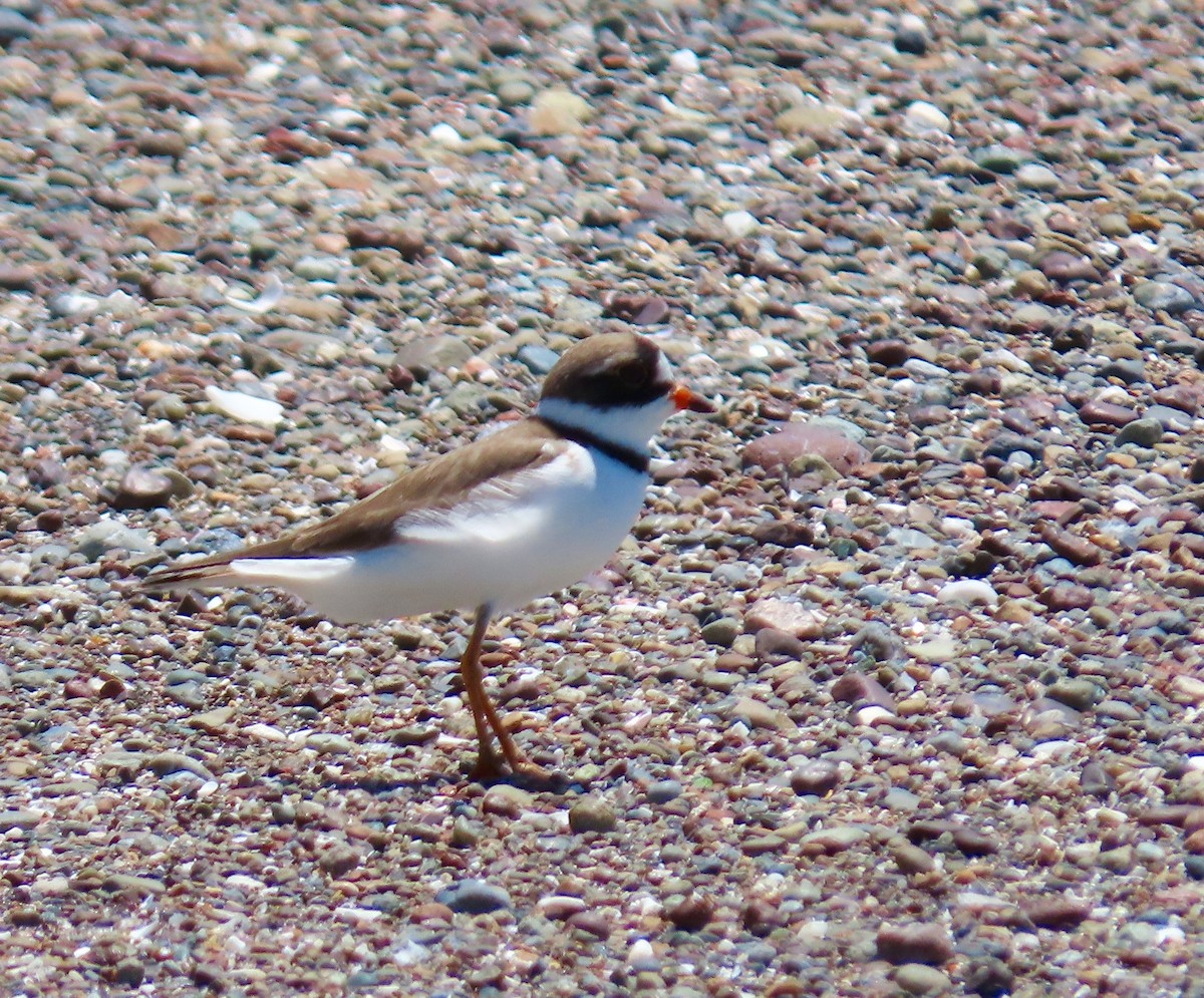 Semipalmated Plover - ML153670291