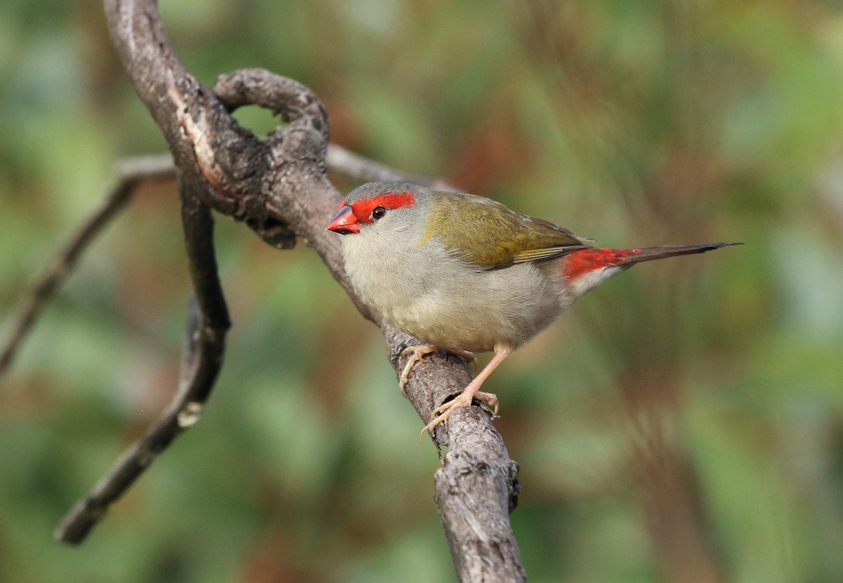 Red-browed Firetail - ML153670401