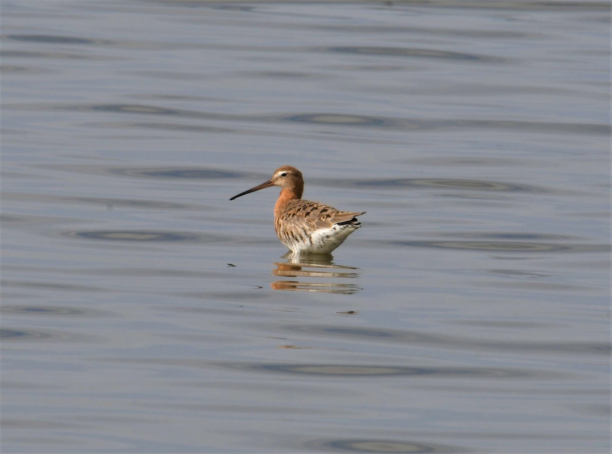Black-tailed Godwit - Robert Anderson