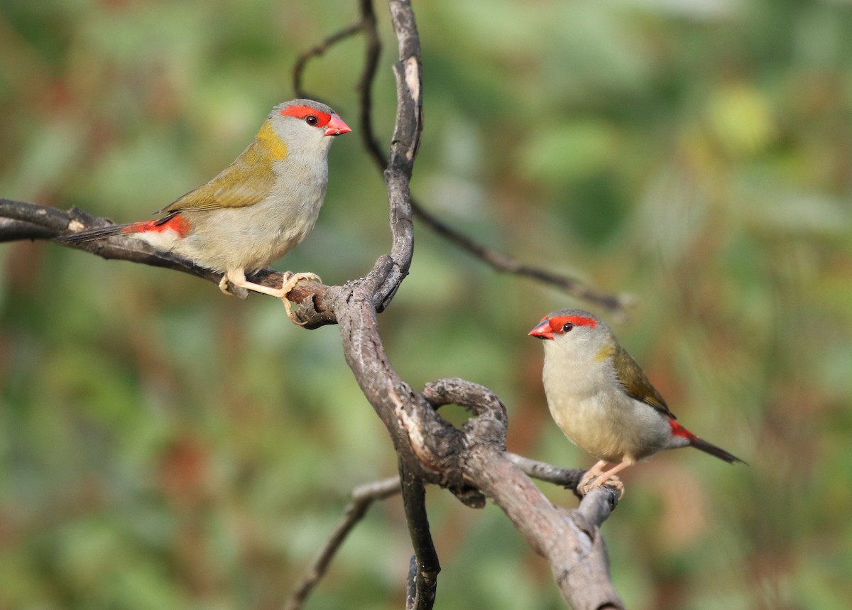 Red-browed Firetail - ML153670501