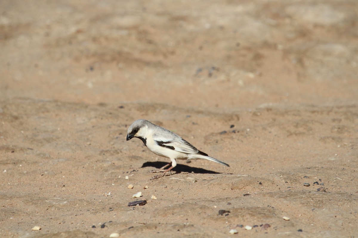 Desert Sparrow - Craig Tumer