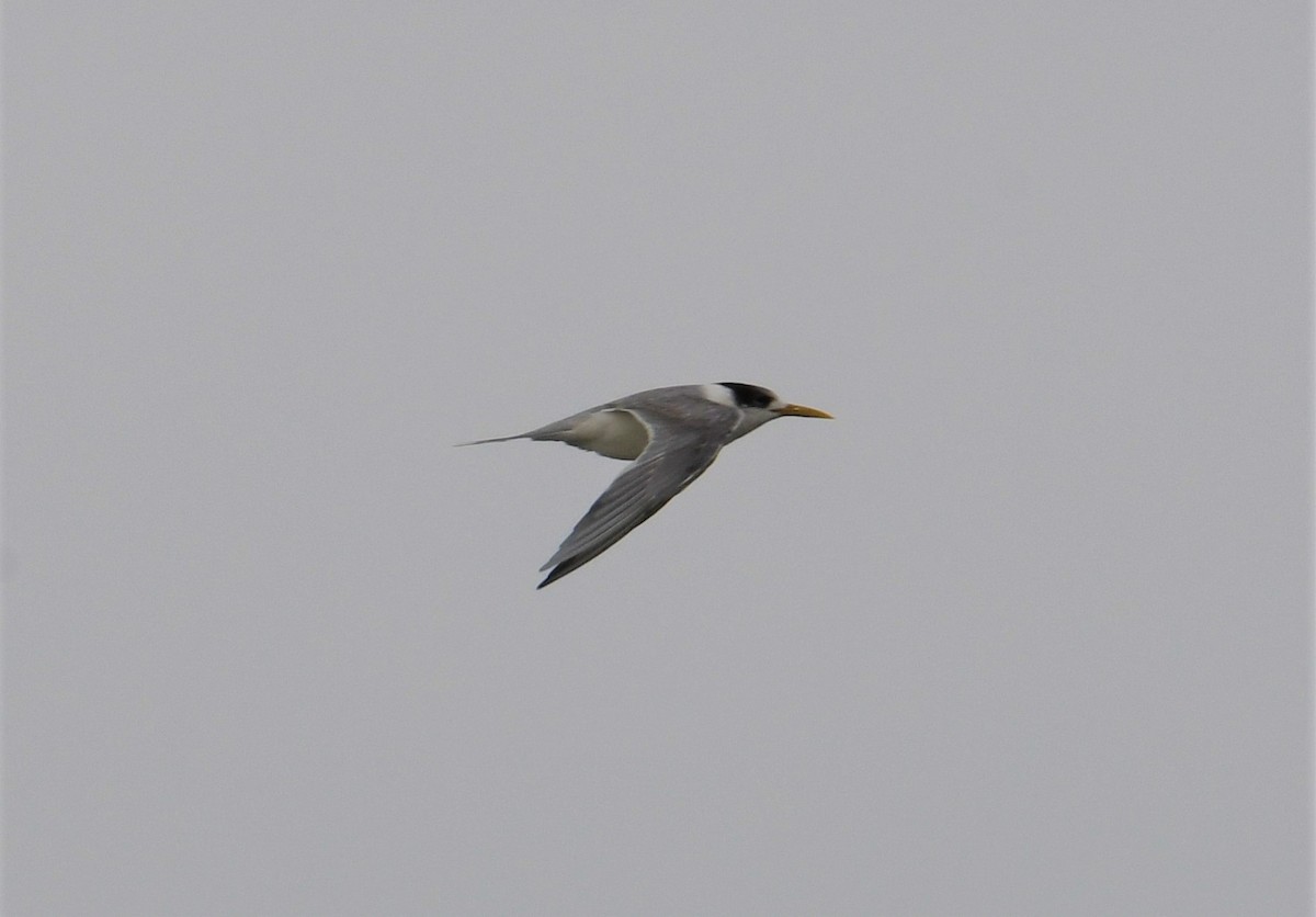Great Crested Tern - ML153671381