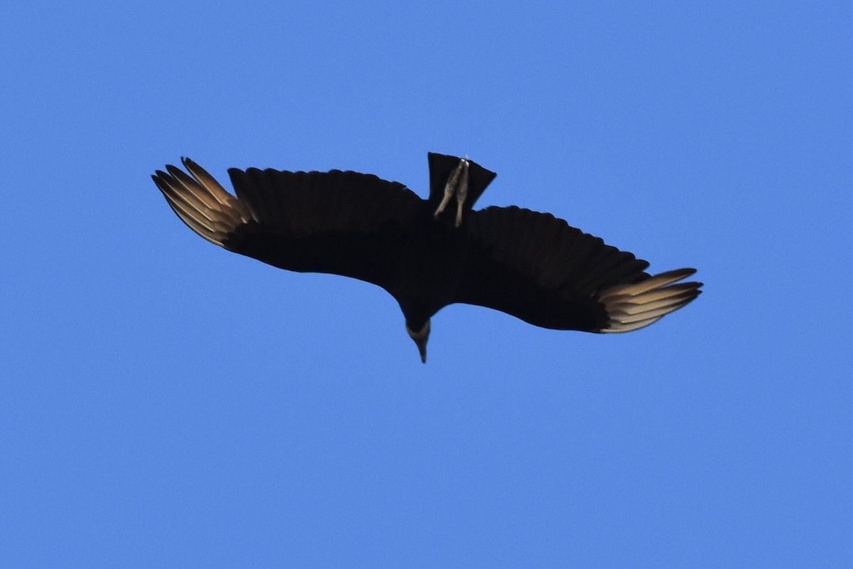 Black Vulture - Caleb Strand