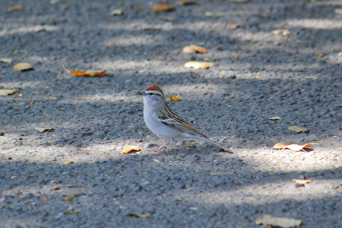 Chipping Sparrow - ML153673571