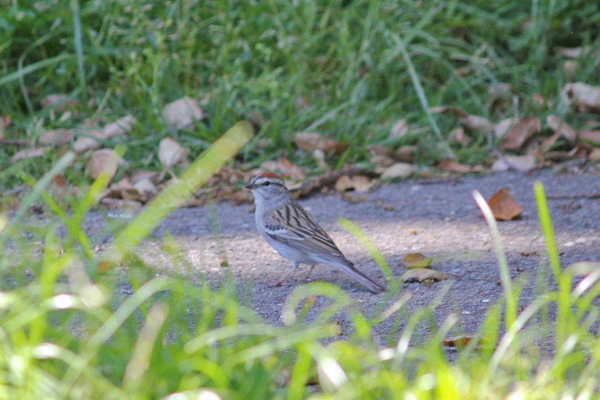 Chipping Sparrow - I'm Birding Right Now (Teresa & Miles Tuffli)