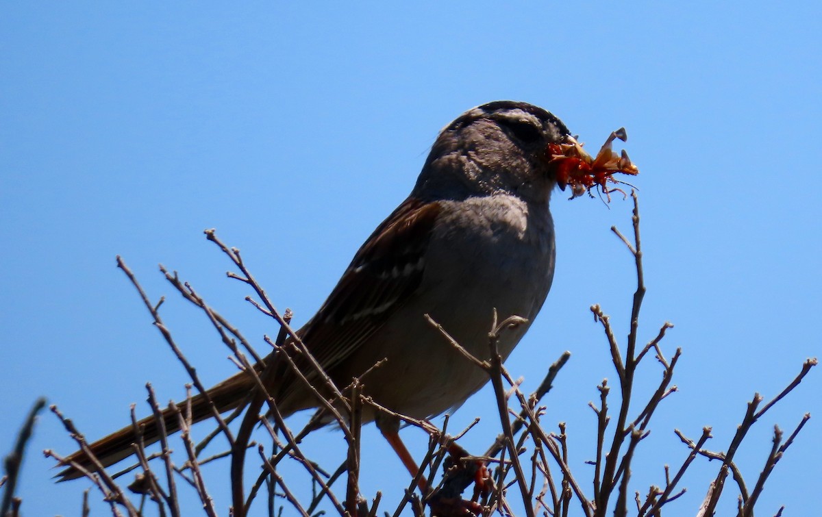 White-crowned Sparrow - ML153674161