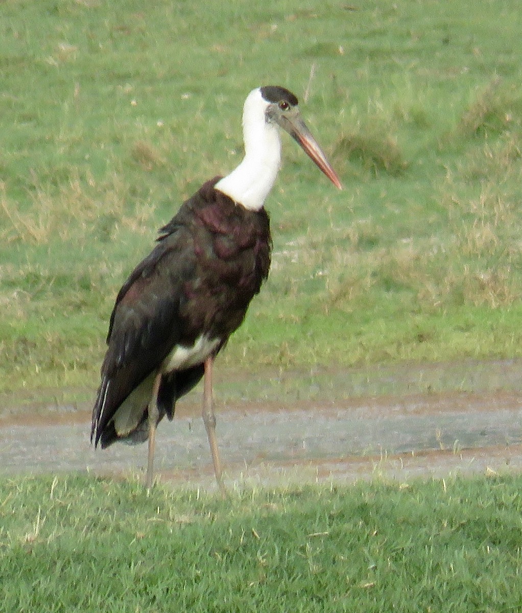 Asian Woolly-necked Stork - ML153675511