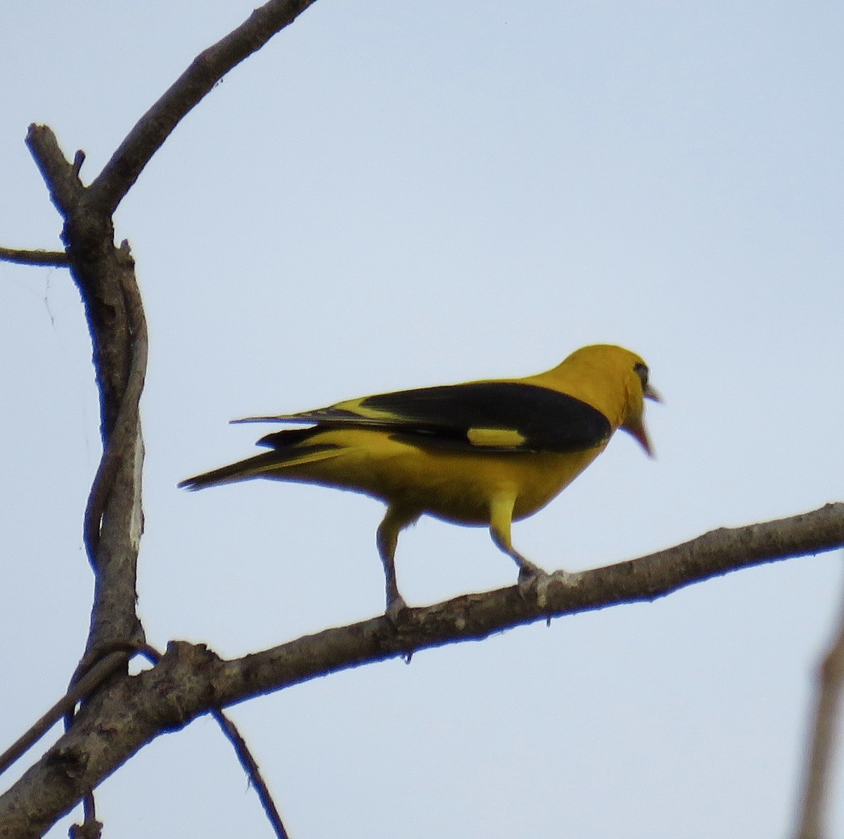 Indian Golden Oriole - ML153675791
