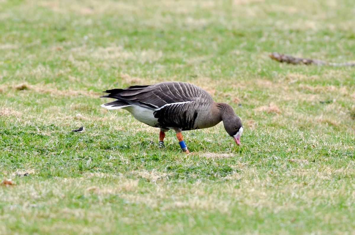 Lesser White-fronted Goose - ML153675961
