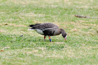 Lesser White-fronted Goose, ML153675961