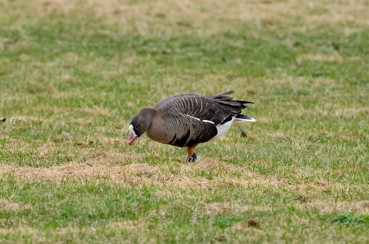 Lesser White-fronted Goose - ML153675971