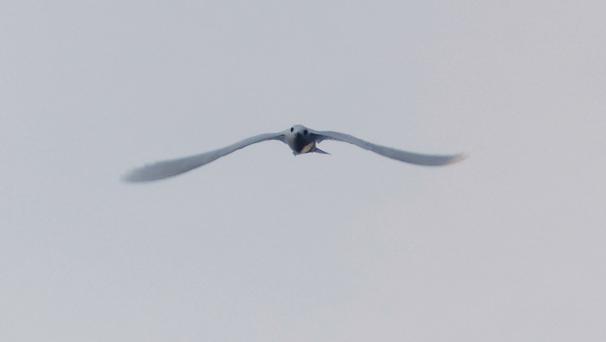 White Tern - Diana Flora Padron Novoa
