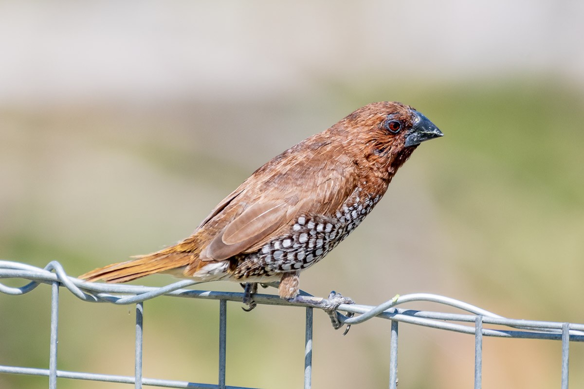 Scaly-breasted Munia - James Kendall