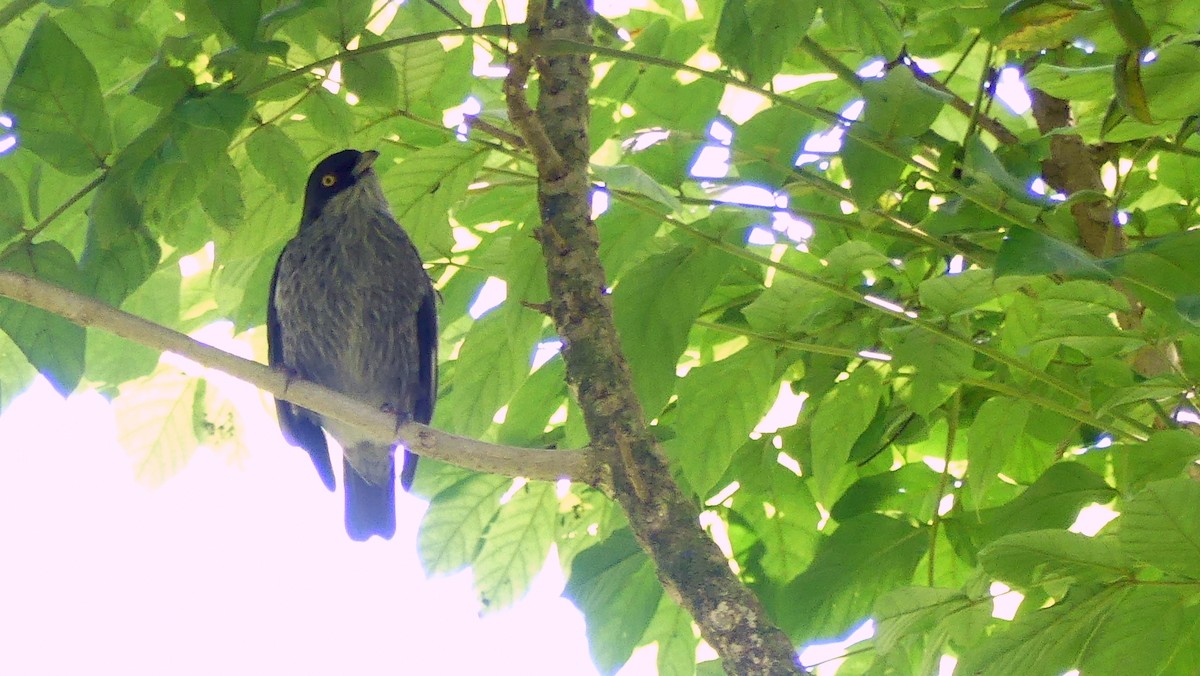Polynesian Starling - Diana Flora Padron Novoa
