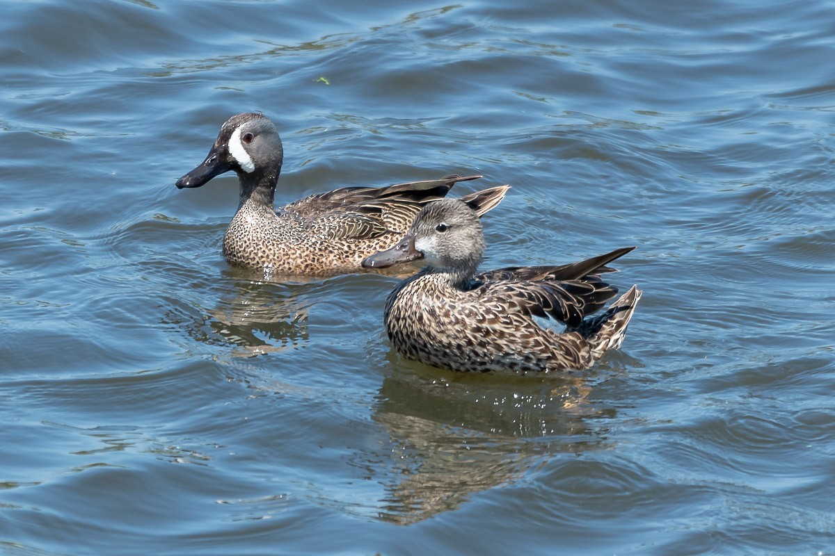 Blue-winged Teal - James Kendall