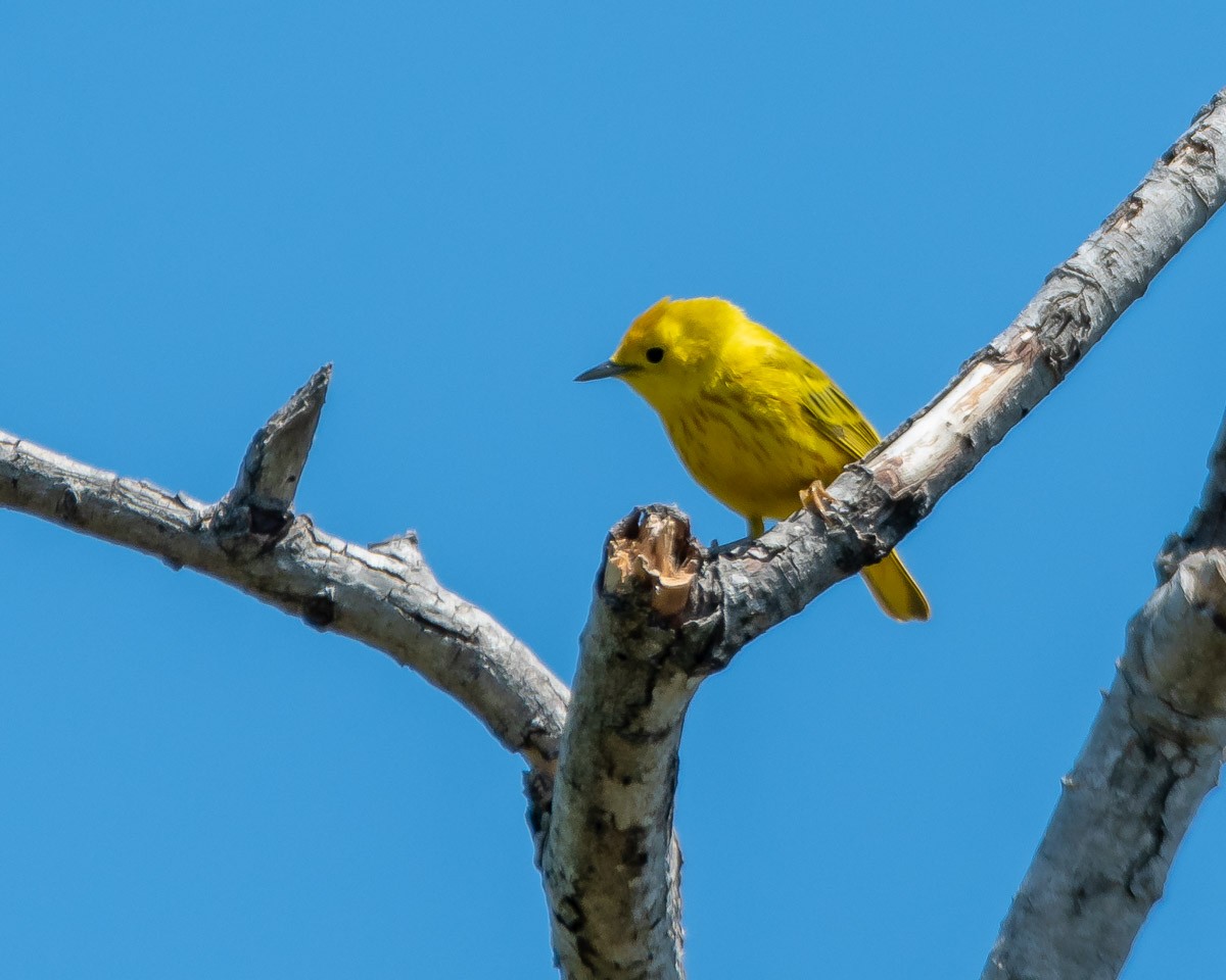 Yellow Warbler - James Kendall