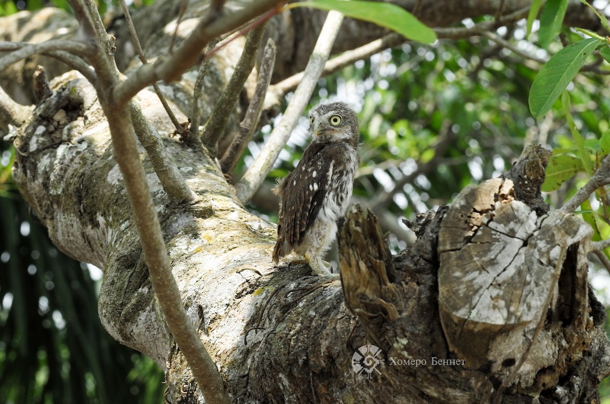 Ferruginous Pygmy-Owl - Bennet Homero