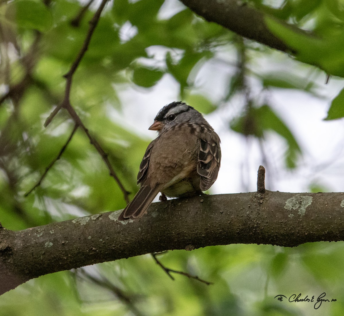 White-crowned Sparrow - ML153676911