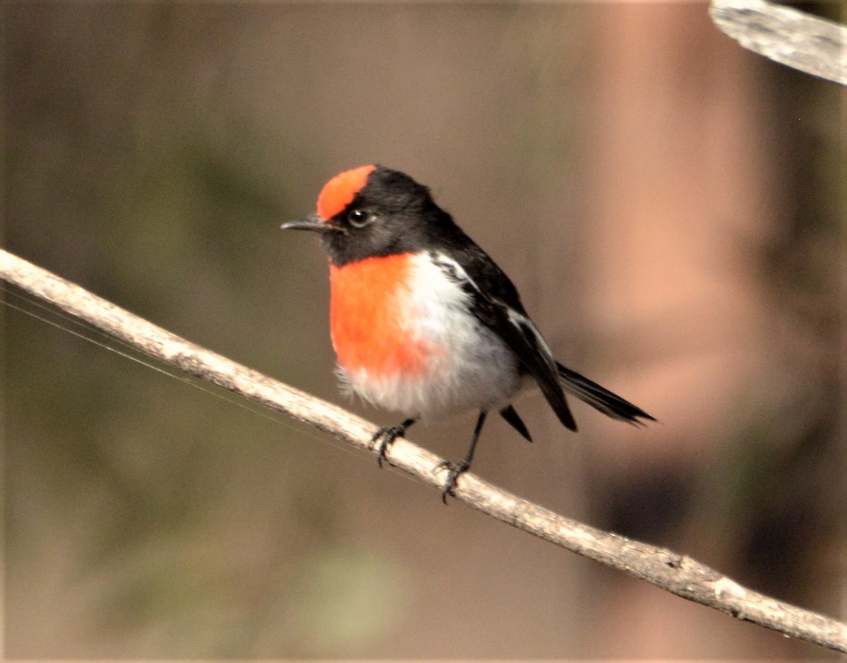 Red-capped Robin - Ron Sawyer
